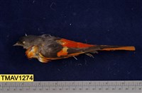 藏品(灰喉山椒鳥)的圖片